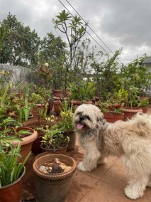 Lhasa Apso Dogs For Mating In Pune