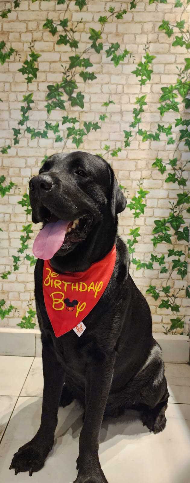 Labrador Retriever Dogs For Mating In Kochi
