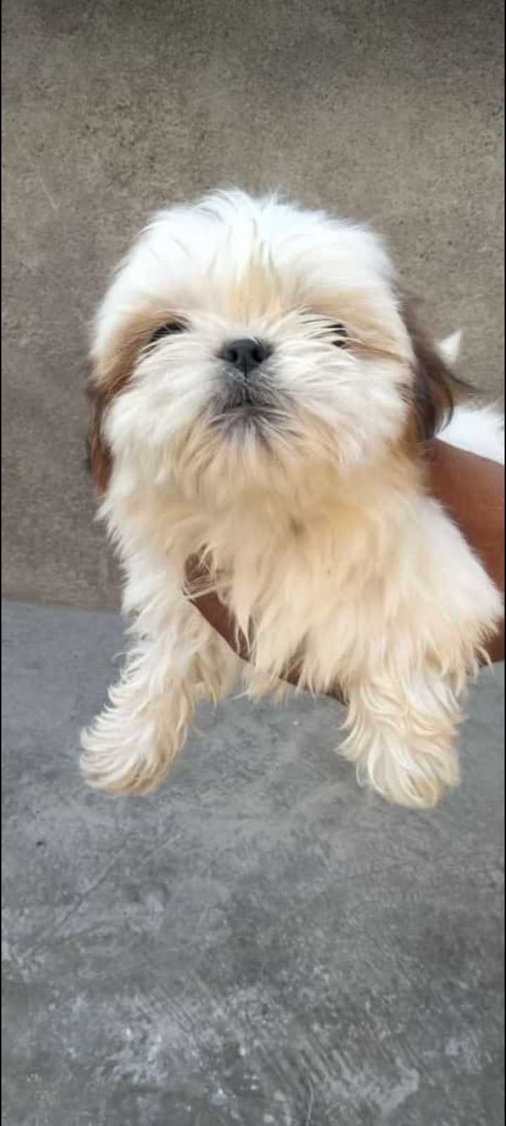 Shih Tzu For Sale In Faridabad