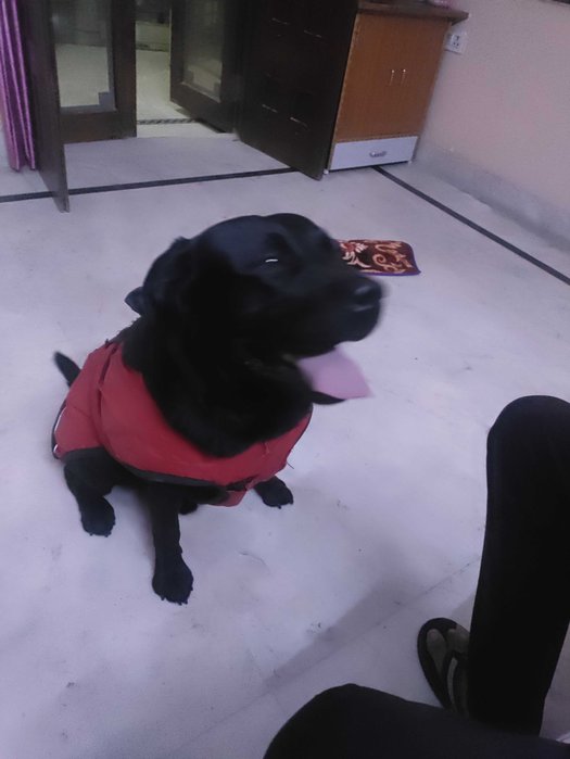 Labrador Retriever Dogs For Mating In Delhi