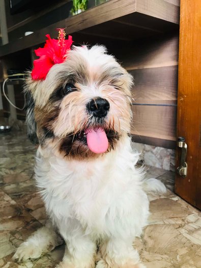 Shih Tzu Dogs For Mating In Nagpur