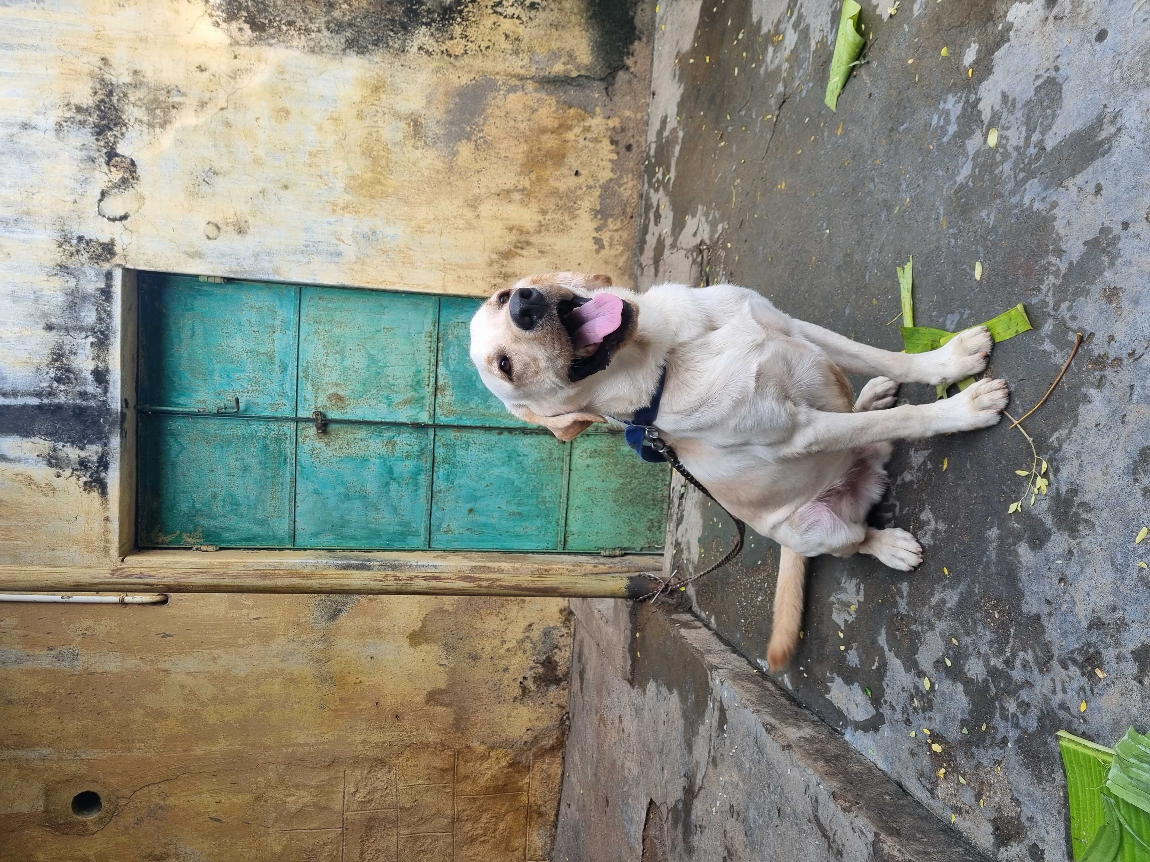 Labrador Retriever Dogs For Mating In Chennai