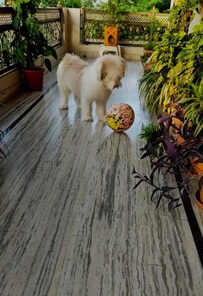 Lhasa Apso Dogs For Mating In Visakhapatnam