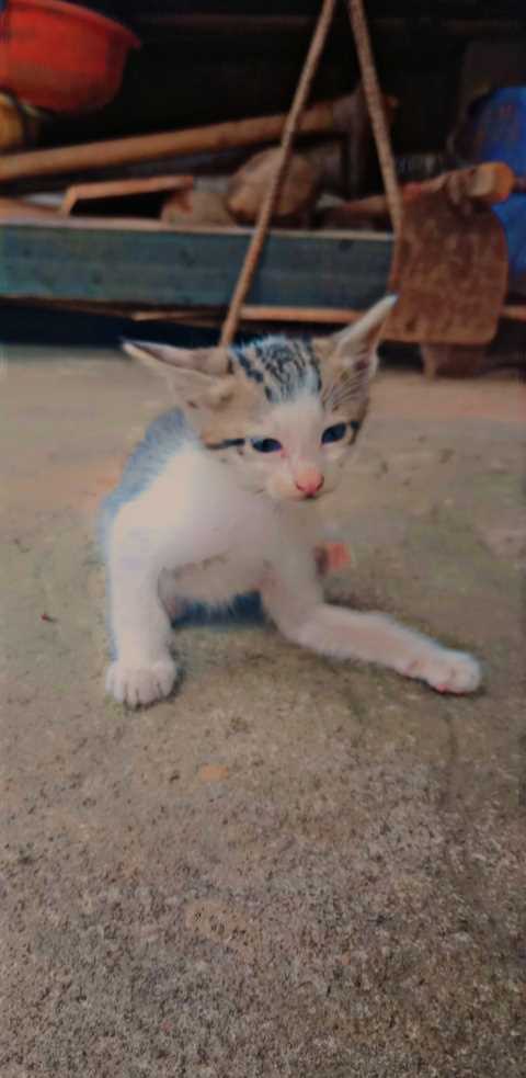 Indian Breed For Adoption In Belgaum