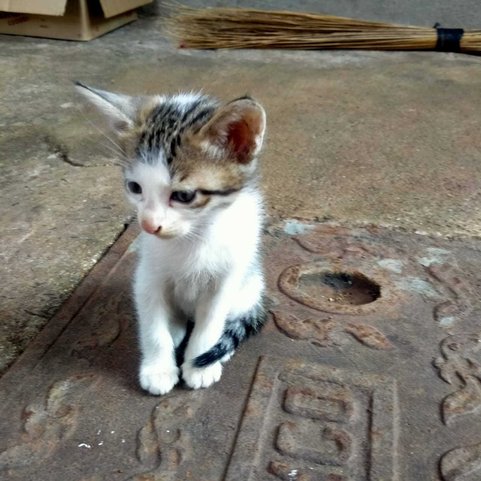 Indian Breed For Adoption In Belgaum