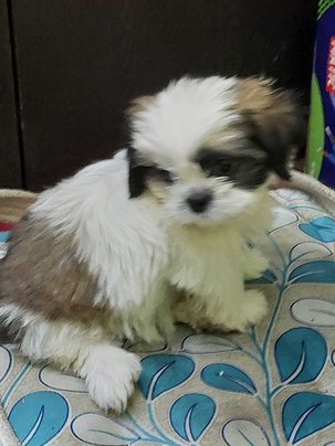 Shih Tzu For Adoption In Chennai