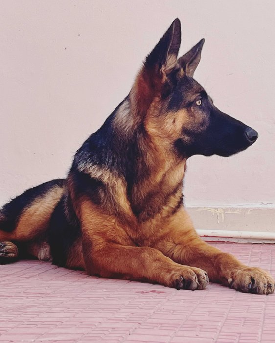 German Shepherd Dogs For Mating In Delhi