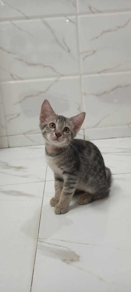 Indian Breed For Adoption In Bharuch