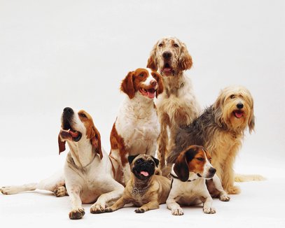Most Expensive Dog Breeds and Pricing Influence