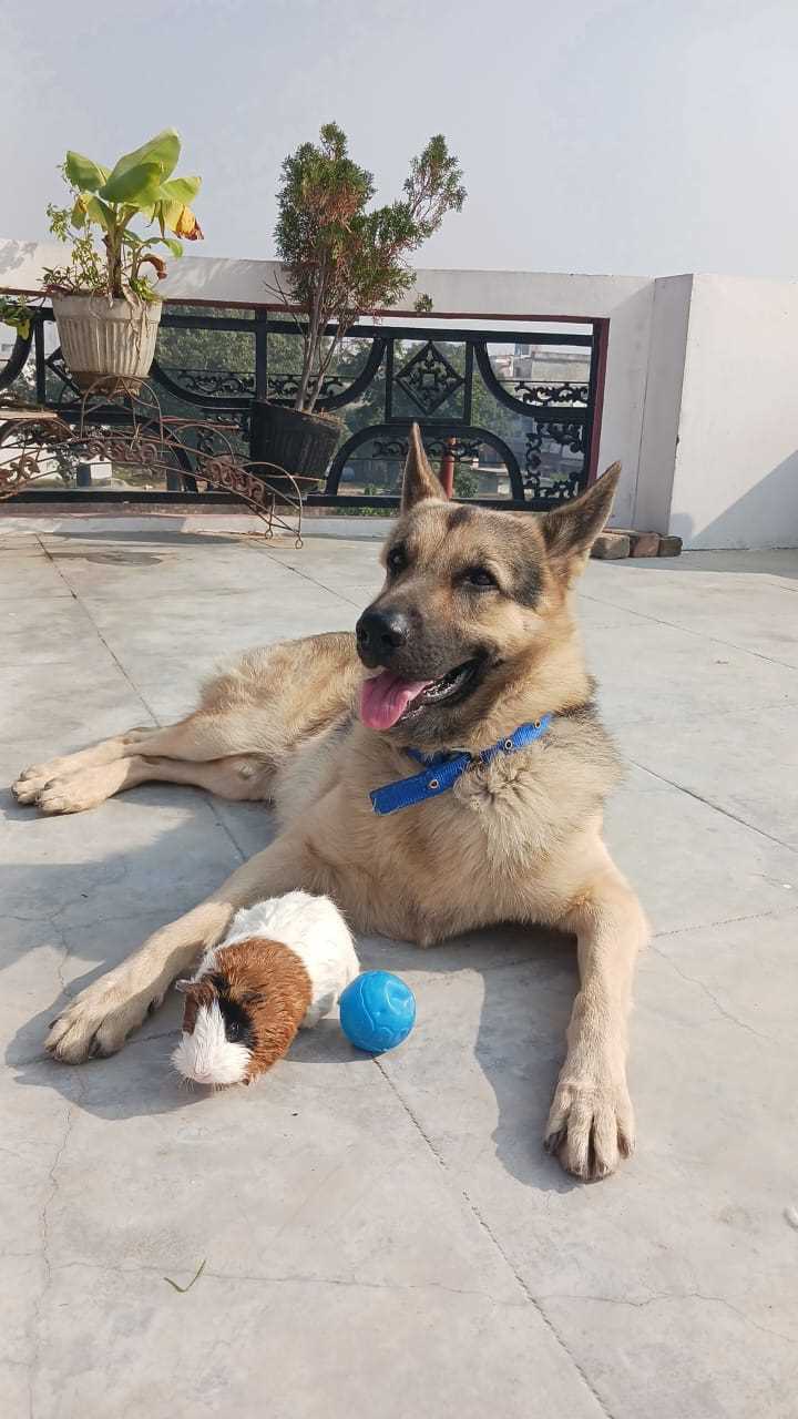 German Shepherd Dogs For Mating In Lucknow