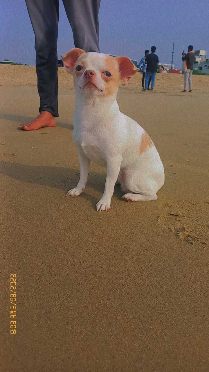 Chihuahua Dogs For Mating In Chennai