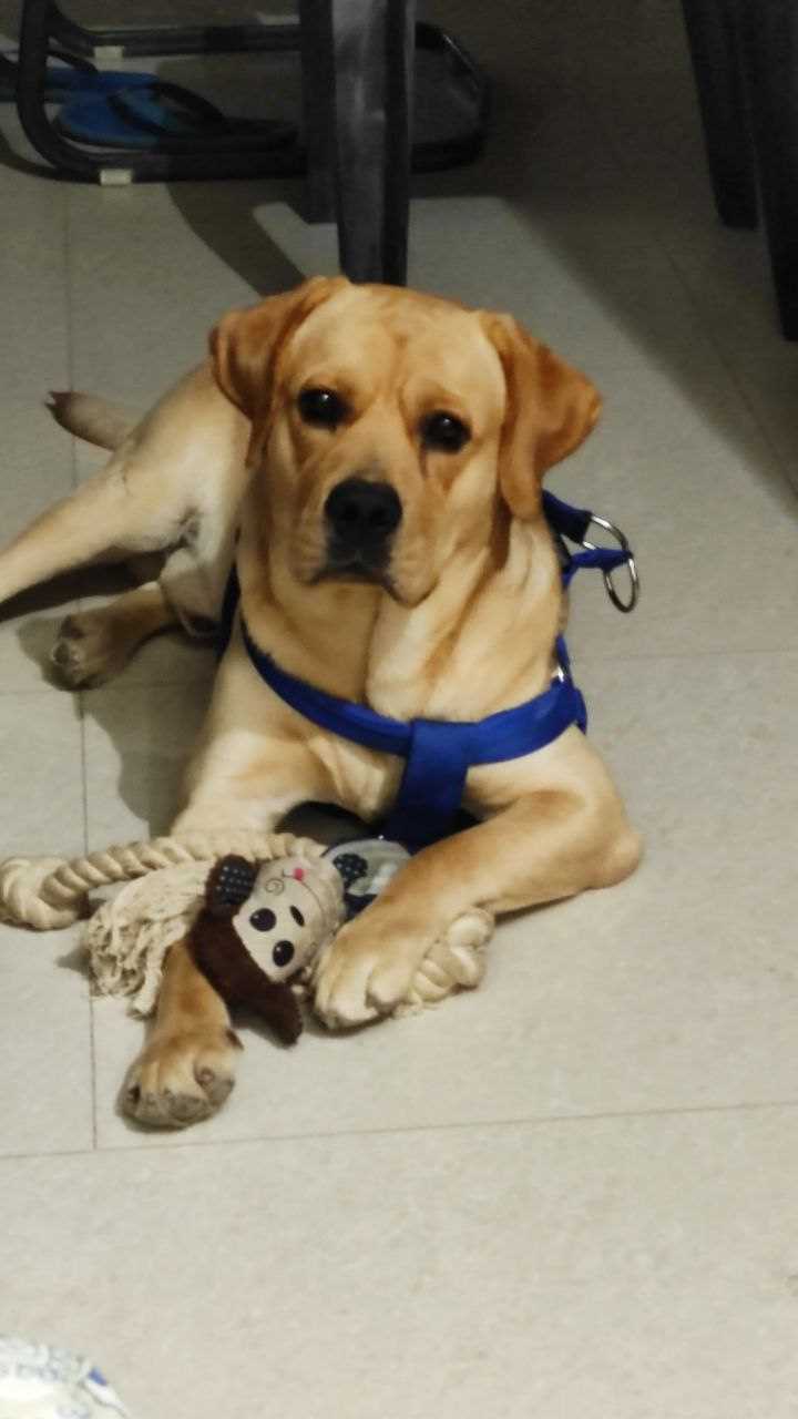 Labrador Retriever Dogs For Mating In Jodhpur