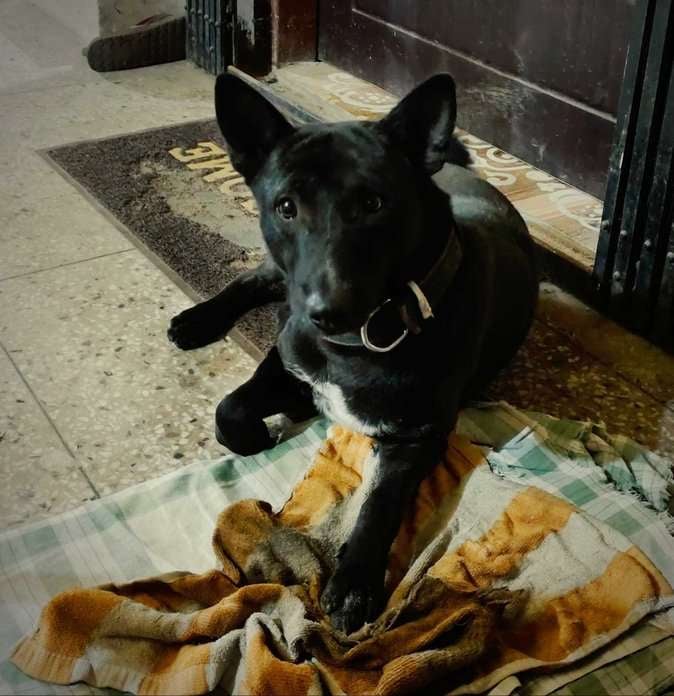 Indian Breed For Adoption In Ranchi