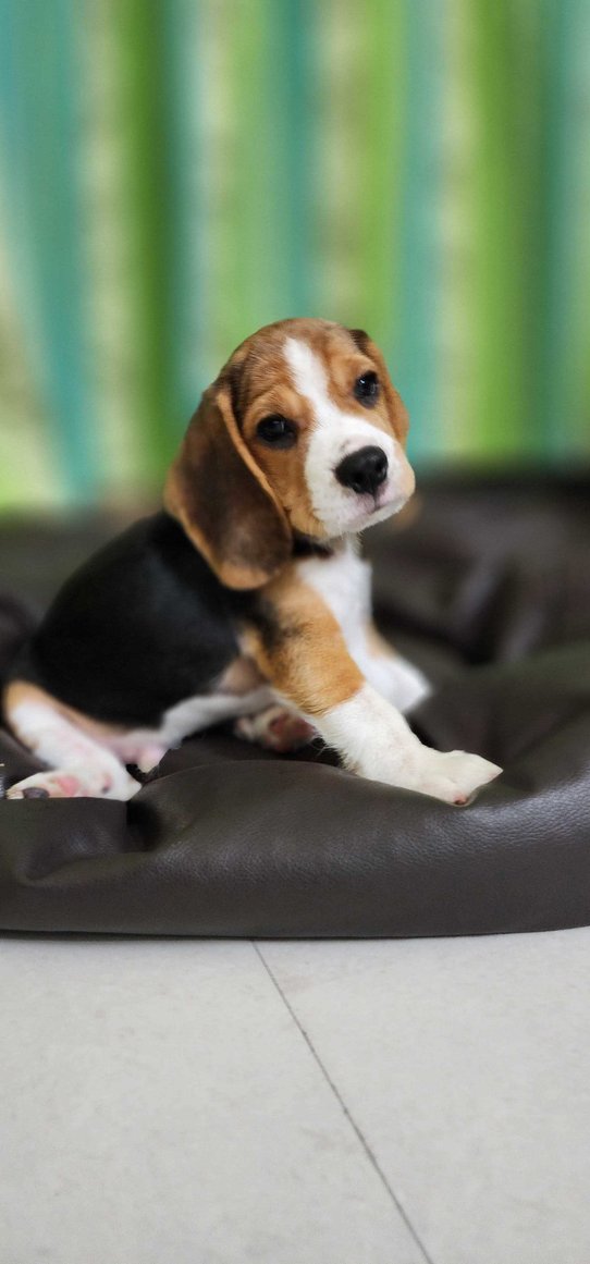 Beagle For Sale In Mumbai