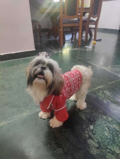 Shih Tzu Dogs For Mating In Ernakulam
