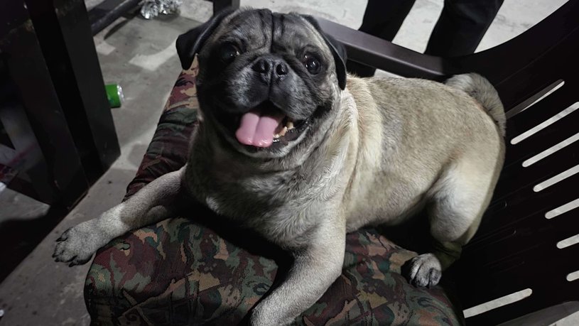 Pug mating near sales me