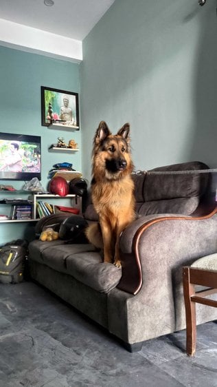 German Shepherd Dogs For Mating In Chennai