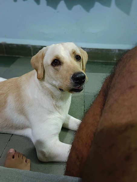 Labrador Retriever Dogs For Mating In Indore
