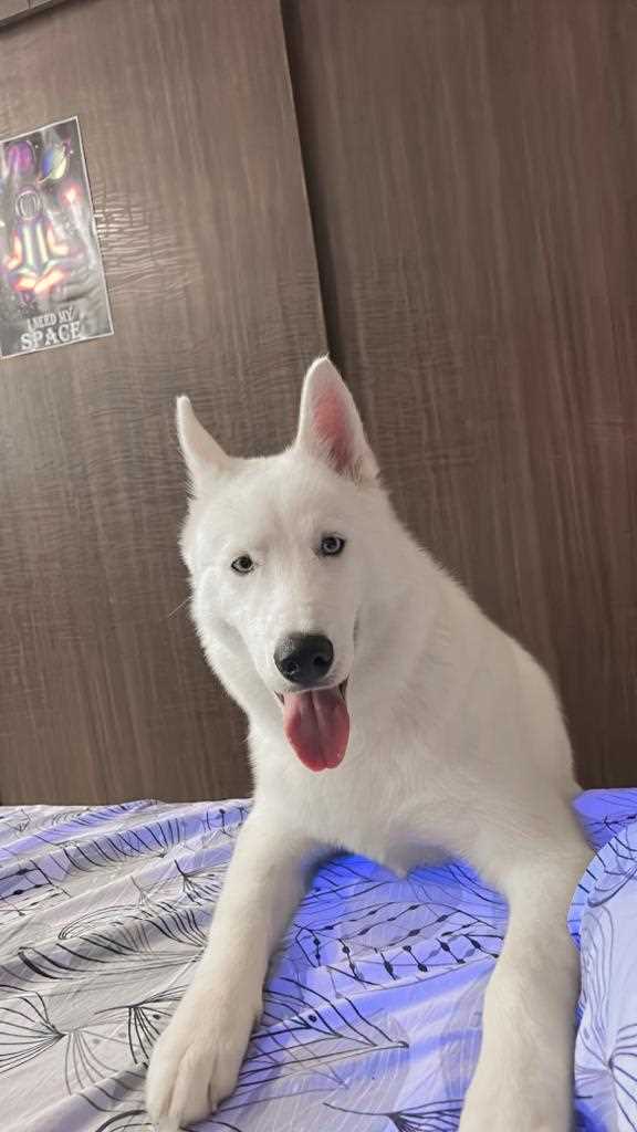 Siberian Husky Dogs For Mating In Patiala