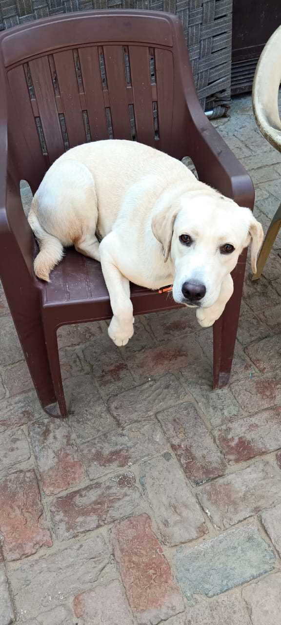 Labrador Retriever Dogs For Mating In Gurgaon