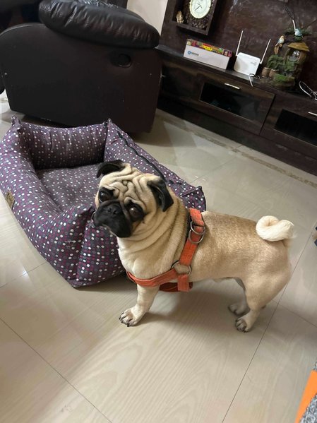 Pug Dogs For Mating In Hyderabad