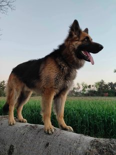 German Shepherd Dogs For Mating In Delhi