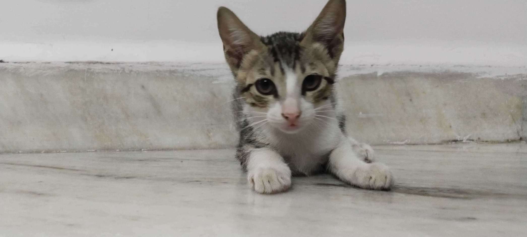 Indian Breed For Adoption In Surat