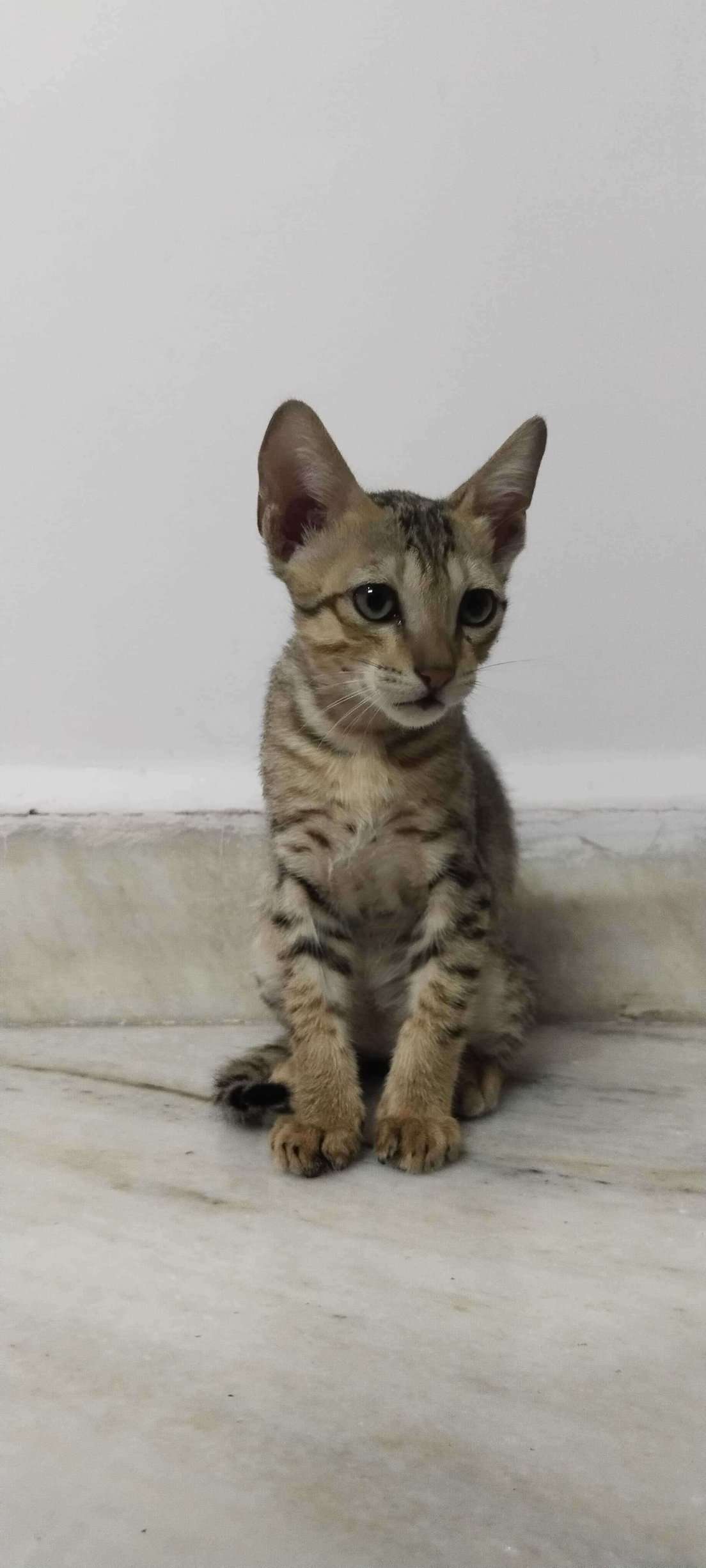 Indian Breed For Adoption In Surat