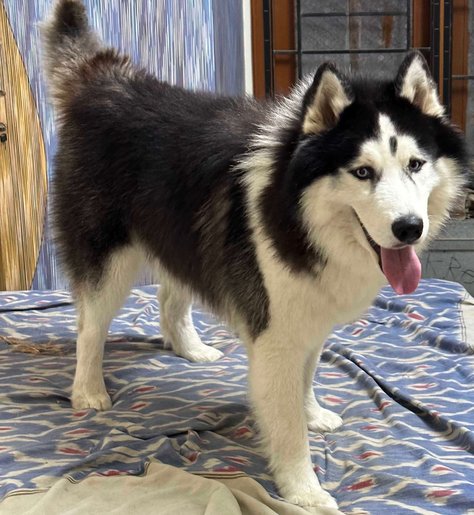 Female husky looking for stud best sale near me