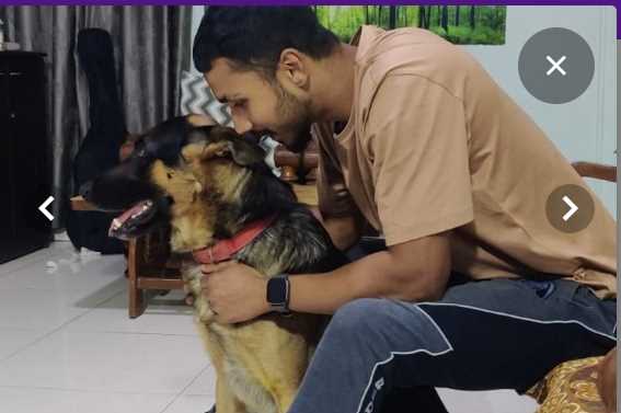 German Shepherd Dogs For Mating In Bangalore