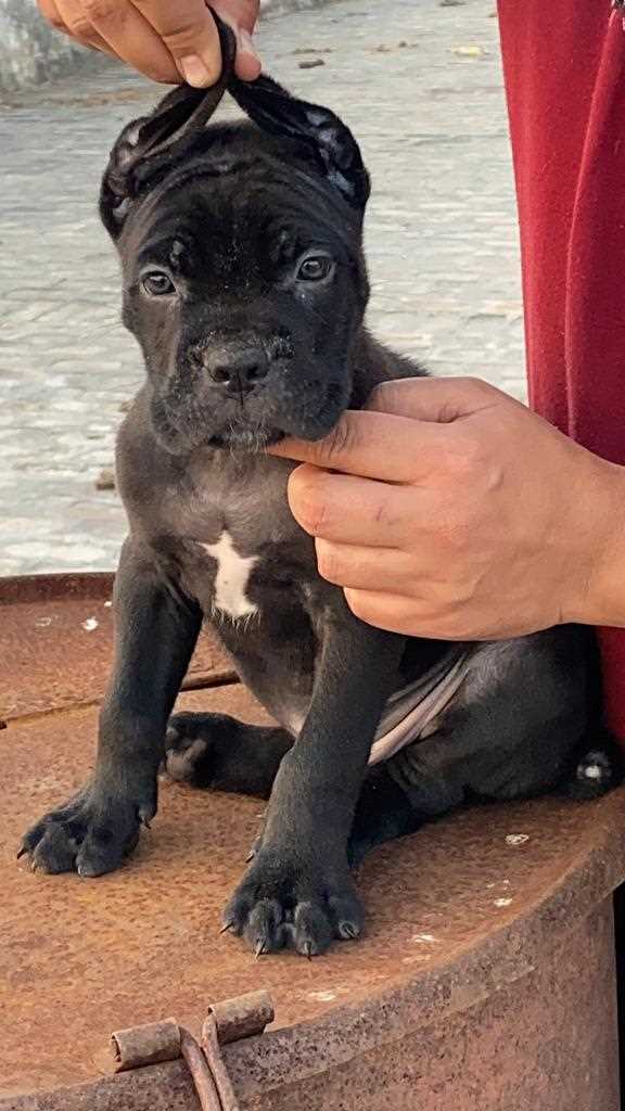 Teacup cane best sale corso