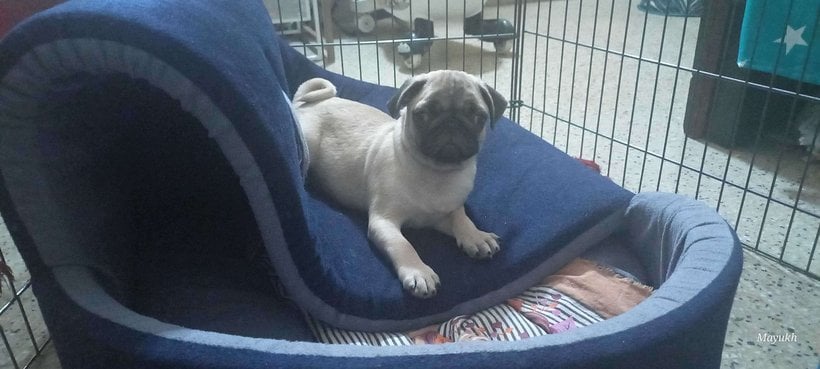 Pug For Sale In Bangalore