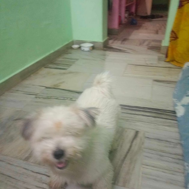 Shih Tzu Dogs For Mating In Vijayawada