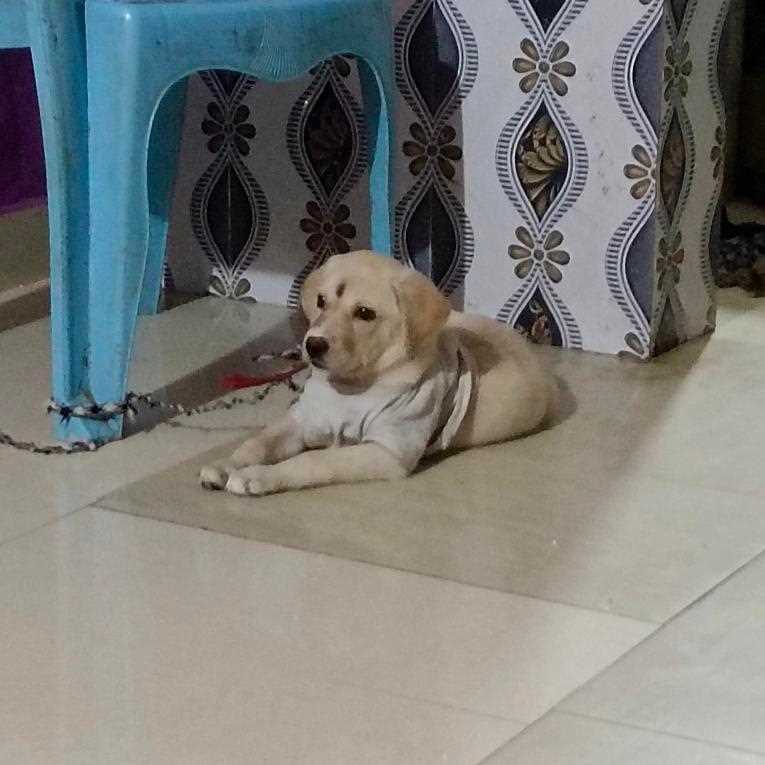 Mr n Mrs Pet