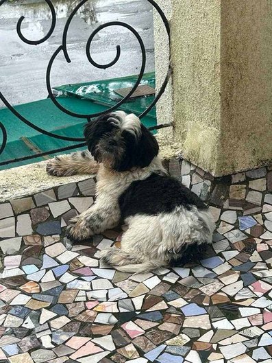 Shih Tzu Dogs For Mating In Palghar