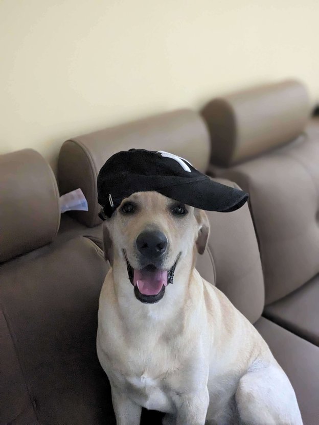 Labrador Retriever Dogs For Mating In Chennai