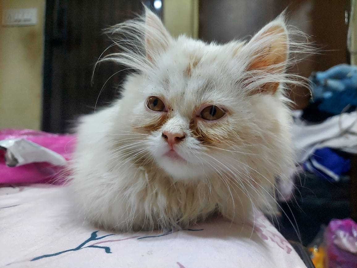 Persian cat best sale store near me
