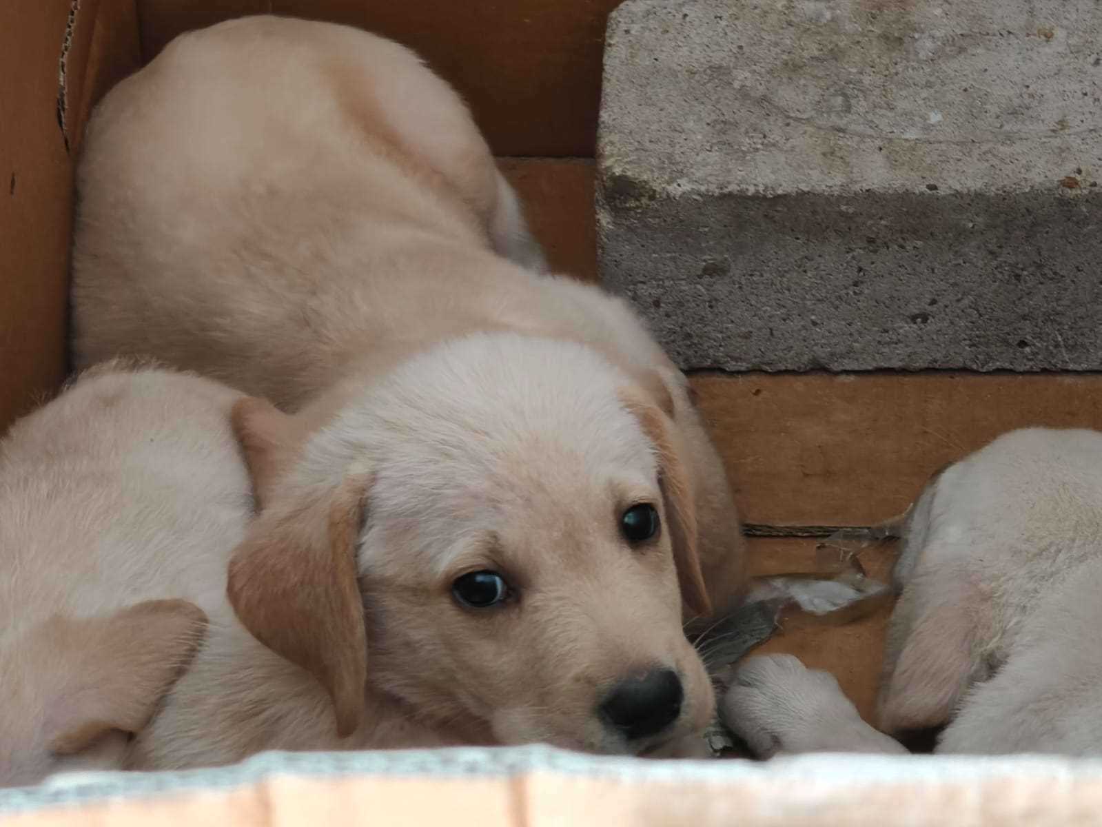 Mr n Mrs Pet