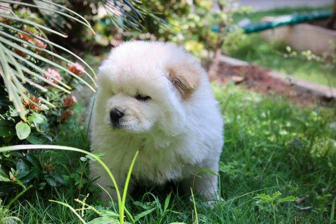 Chow Chow Puppies for sale in Hyderabad Chow Chow Price in Hyderabad