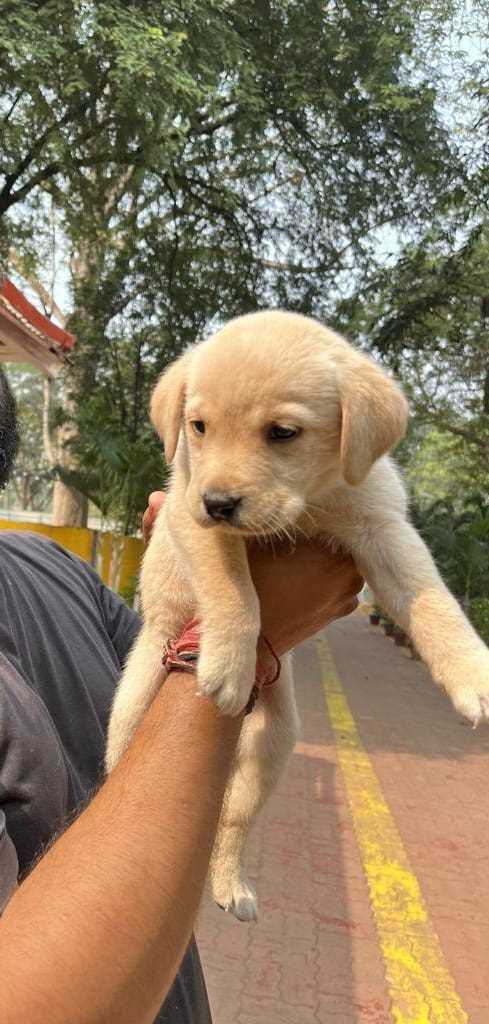 Mr n Mrs Pet