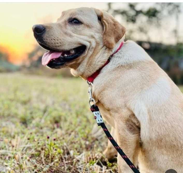 Labrador Retriever For Adoption In Thane