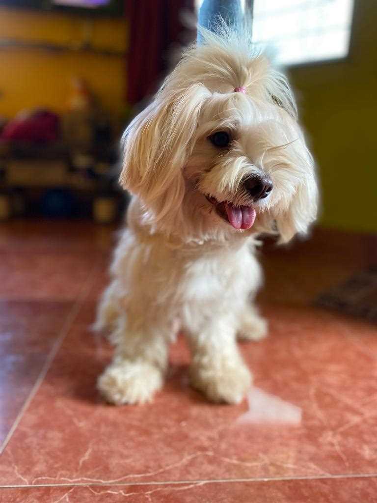 Lhasa Apso Dogs For Mating In Kolhapur