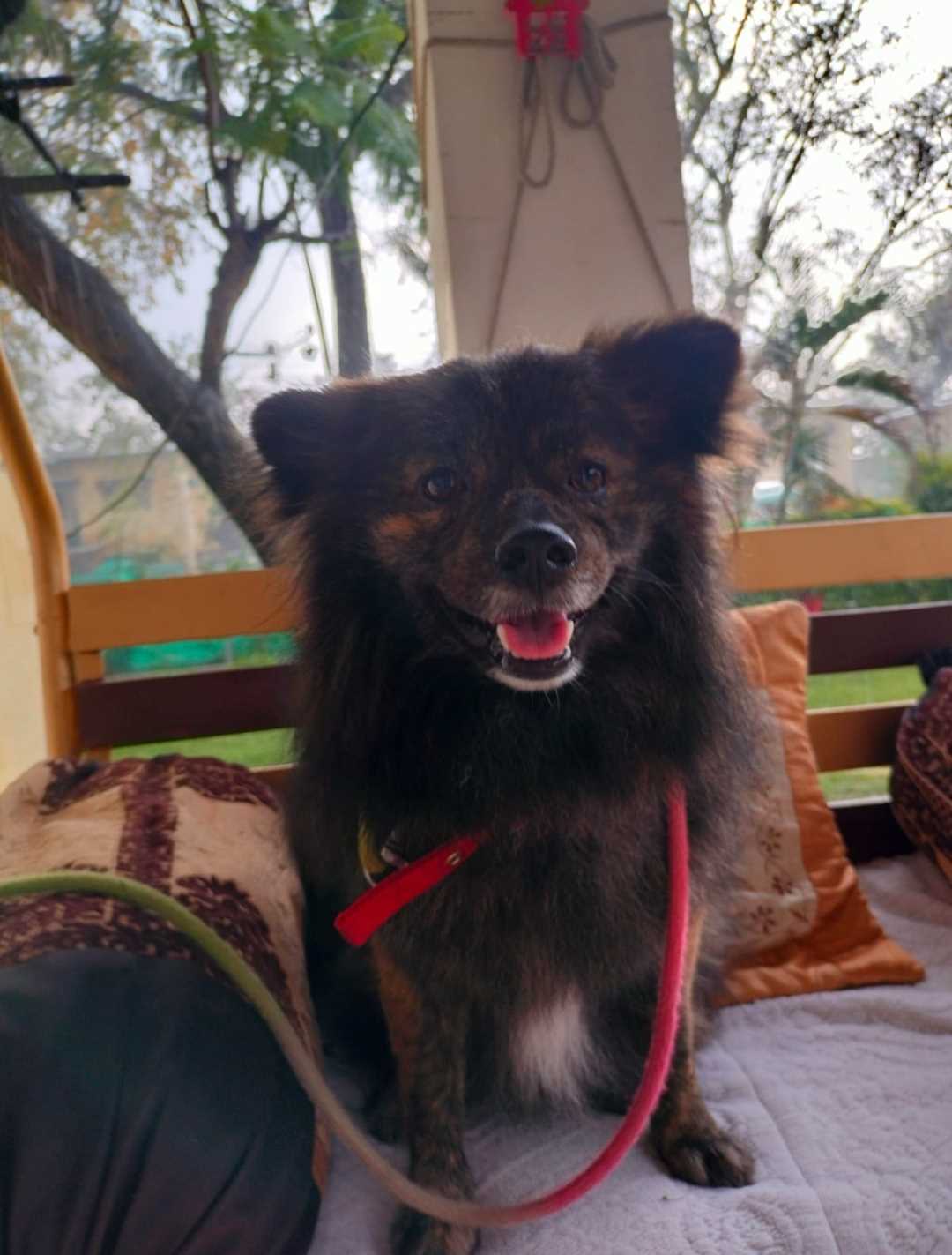 Toy Pom Dogs For  Mating In Jammu