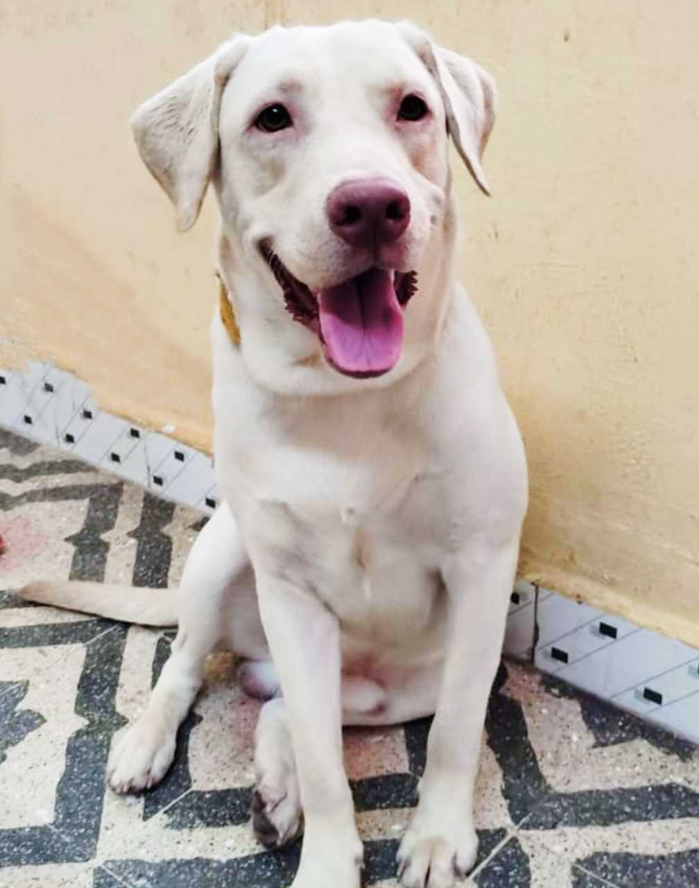 Labrador Retriever Dogs For  Mating In Tiruvannamalai
