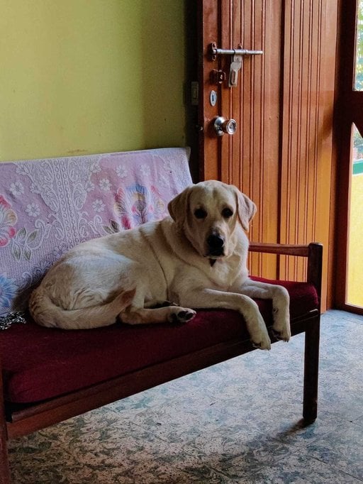Labrador Retriever Dogs For Mating In Vellore