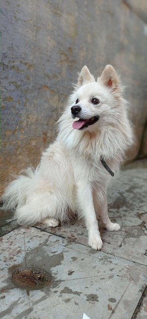 Pomeranian Dogs For Mating In Madurai