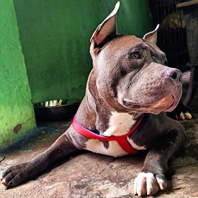 American Bully Dogs For Mating In Chhapra