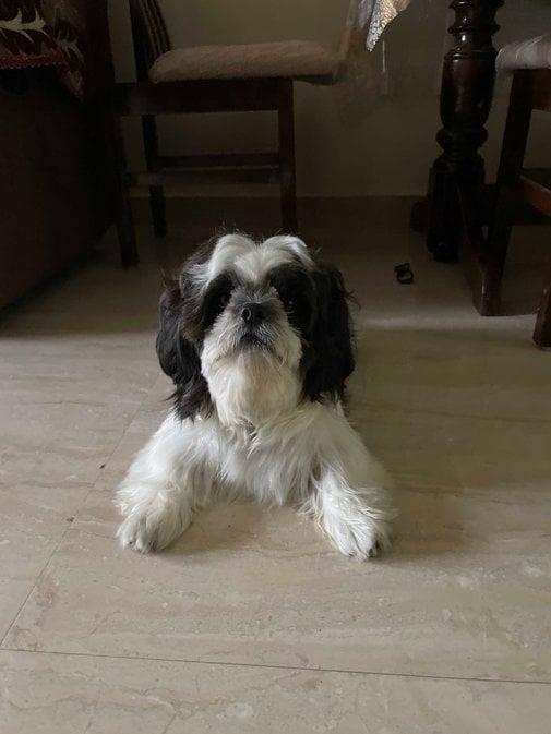 Shih Tzu Dogs For Mating In Chennai