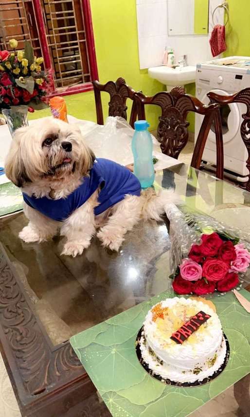 Shih Tzu Dogs For Mating In Bhubaneswar