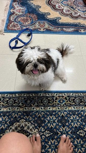 Shih Tzu Dogs For  Mating In Jammu